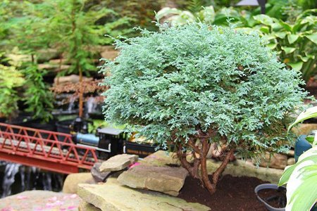 This photo shows the same little tree as above after four years of care.  Click for bigger photo.