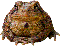 An American Toad.