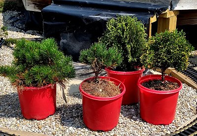Mugo Pines on the left and Hetz Midget Arborvitaes on the right show how each looks when it has been trimmed to one trunk.  Click for bigger photo.
