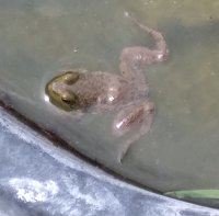 A baby frog that first emerged from the water in July 2022.  I couldn't exactly lay a quarter beside him to show the size, but he wouldn't have been much bigger.  Click for bigger photo.