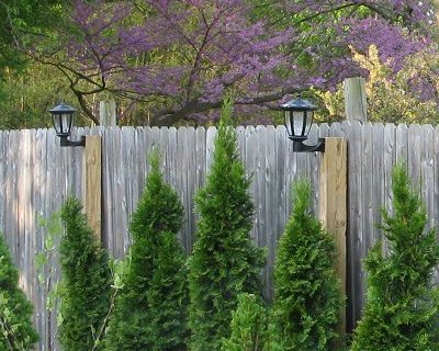 My solar lamps on my posts supporting the neighbor's privacy fence. Click to see more of the photo.