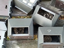 The 'Big Lots' solar post lights I installed in 2019 have not only completely failed; they have also made an excellent home for wasps.  Click for bigger photo.