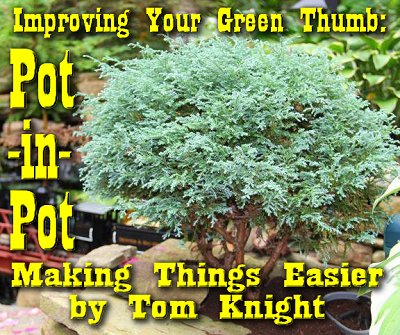 To see how the pot-in-pot method helped Tom Knight turn a standard nursery juniper into this great miniature tree, read the article.