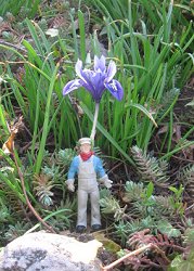 This is Toronto reader John Le Forestier's last dwarf iris of the spring of 2010. The Lionel Large Scale figure standing at the base is about 3 inches tall.  Click for bigger photo.