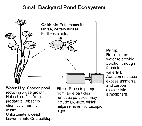 A simplified view of the ecosystem of a small backyard pond. Click for bigger drawing.